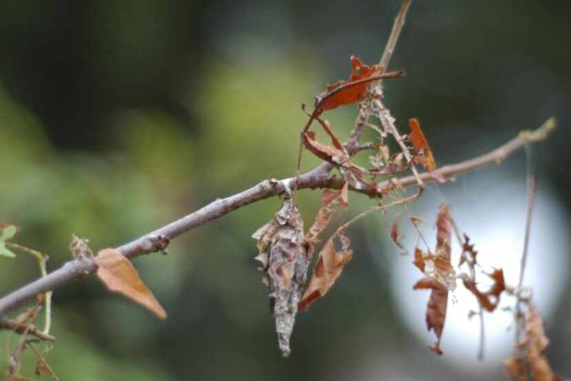 
Bagworms are a pest commonly found on evergreens. The only remedy homeowners can attempt...