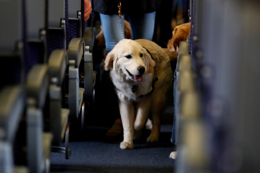 FILE - In this April 1, 2017 file photo, a service dog strolls through the isle inside a...
