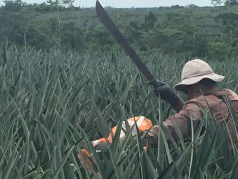 A farmworker in a Costa Rican organic pineapple field.