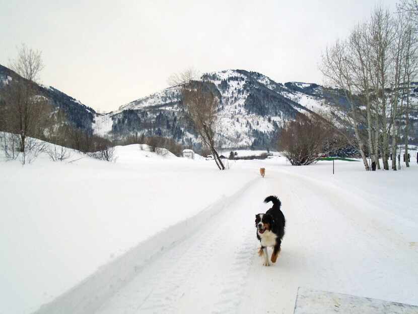 Hike and enjoy all kinds of snow activities in Ogden Valley. During Bailey's Sleigh Rides,...