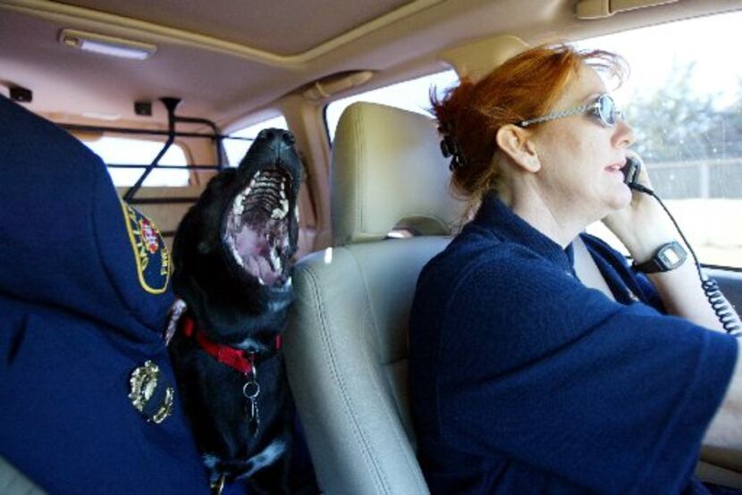 Ashly, an accelerant detection dog with Dallas Fire-Rescue's Arson squad yawns as she and...