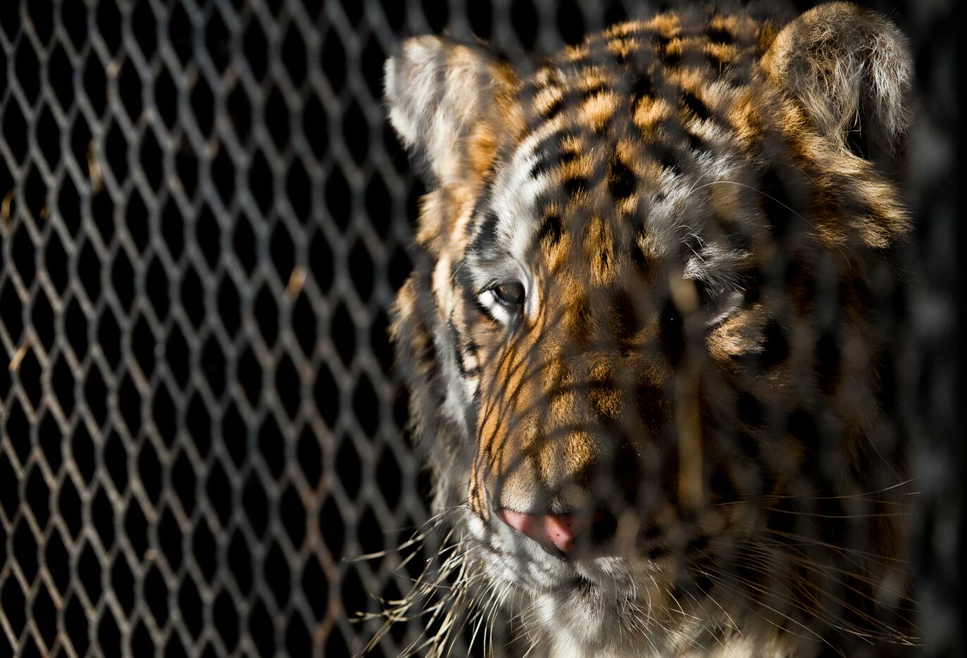 A tiger that was found in a southeast Houston garage awaited transport to a rescue facility...