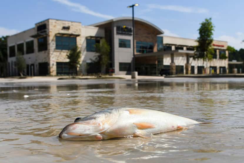 Floodwater from Hurricane Harvey begin to recede in shopping center in Kingwood, Texas,...
