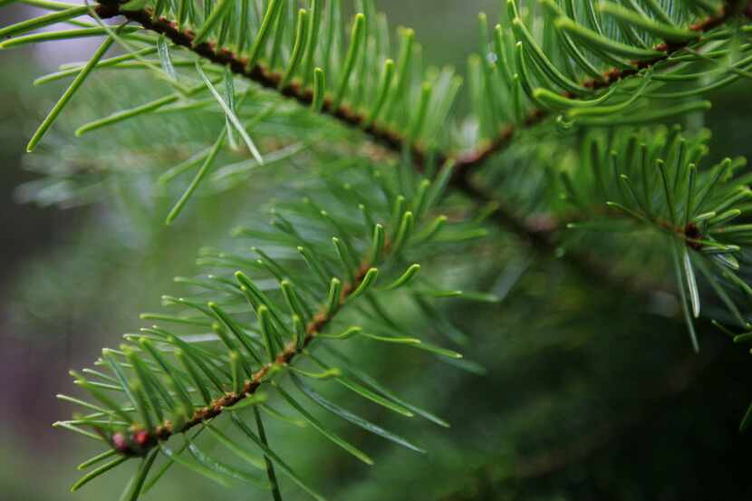 The pine needles of a fir tree can be seen in a forest near the northern German town of...