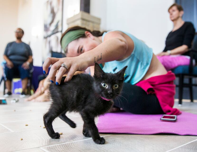Anna Hurst petted a kitten during a yoga class.
