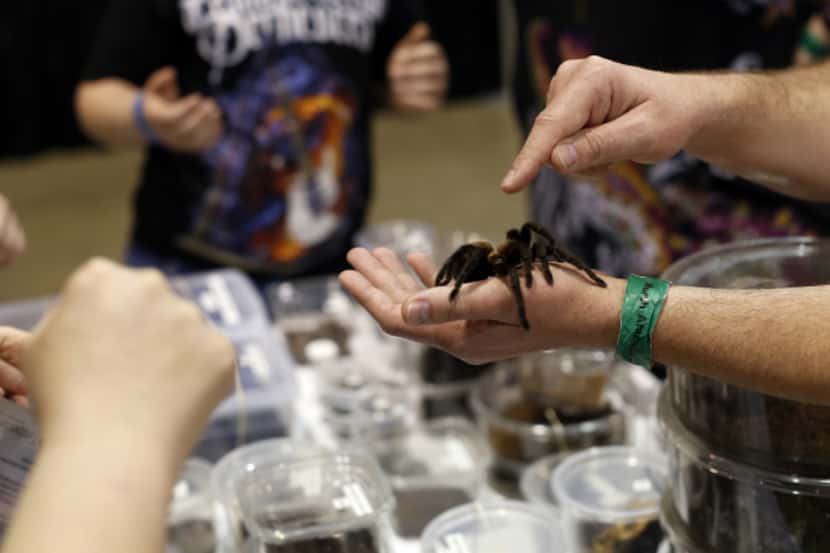Reggie Leuty displayed a tarantula at his booth at the reptile breeders show.