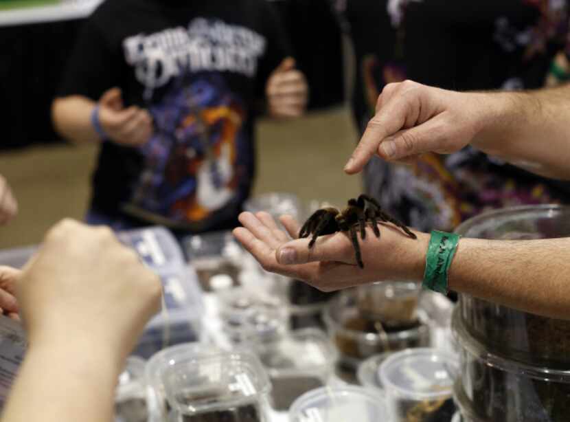 Reggie Leuty displayed a tarantula at his booth at the reptile breeders show.