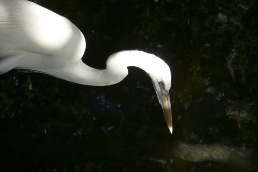 The great American egret may be graceful and stately, but it is persona non grata in the...