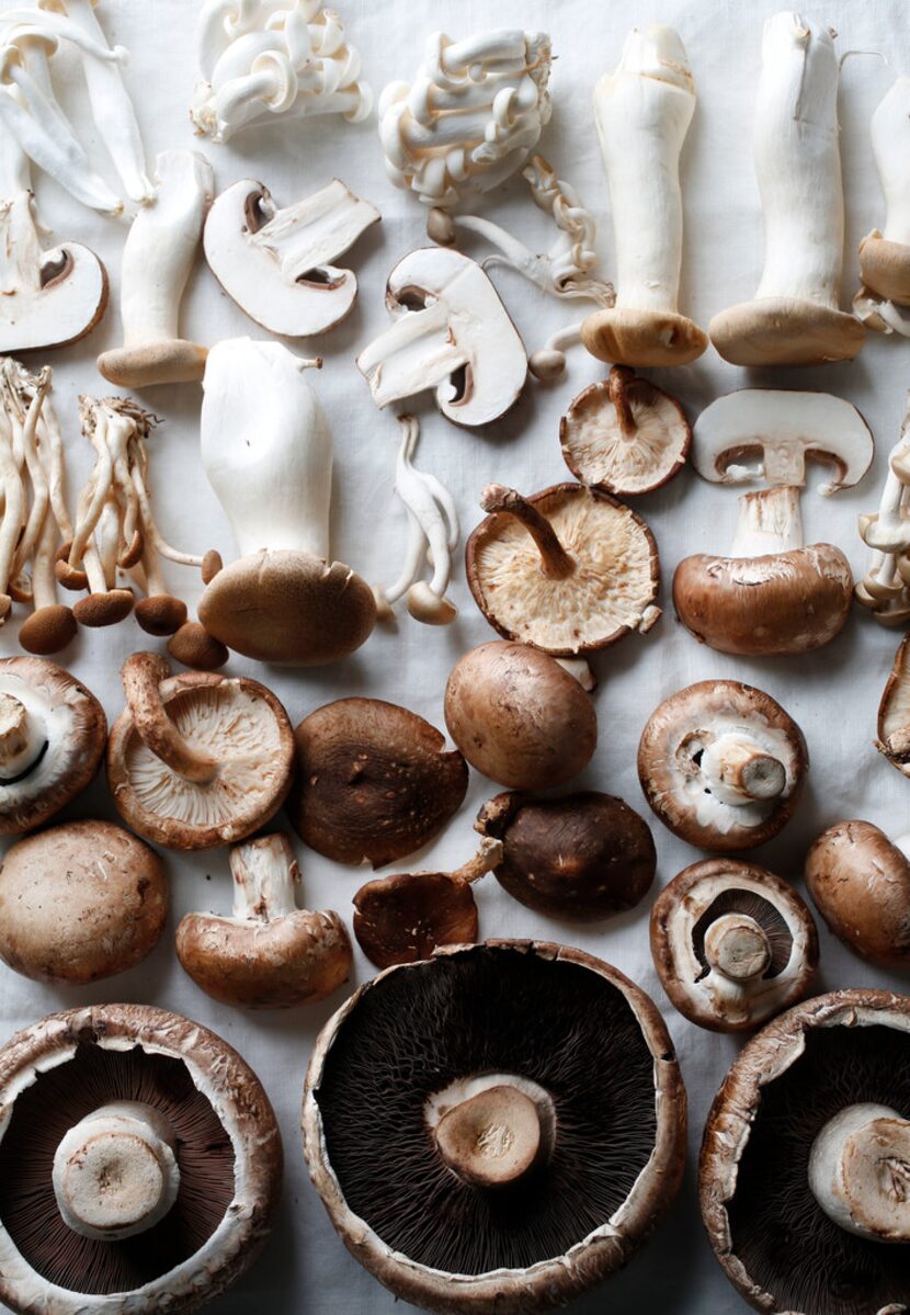 A variety of fresh mushrooms