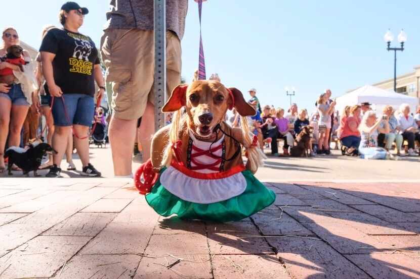 Steinfest, which includes a dog fashion show, will be back in downtown Plano this weekend.