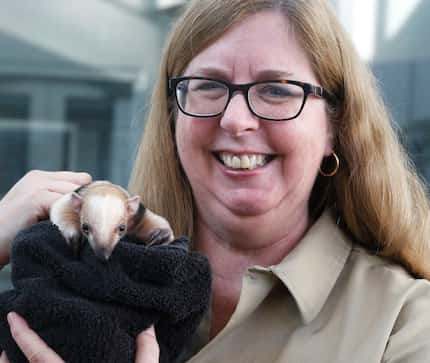 Kerri Slifka, curator of nutrition at the Dallas Zoo holds a baby tamandua.