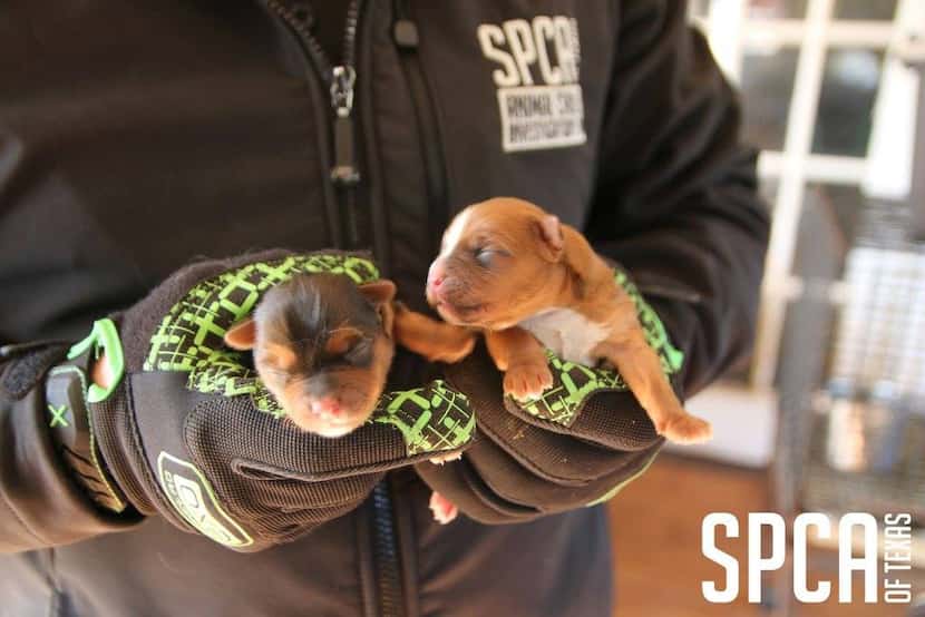 Puppies are held by an SPCA worker. These puppies are two of 140 animals seized from an...