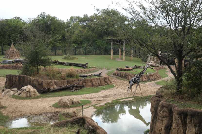 Tebogo, one of the giraffes at the Dallas Zoo, take a lap around his mixed habitat on...