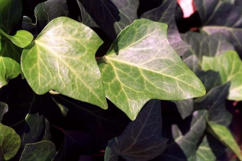 
Ask for shade-loving Persian ivy at your garden center. Now is a great time to plant. 
