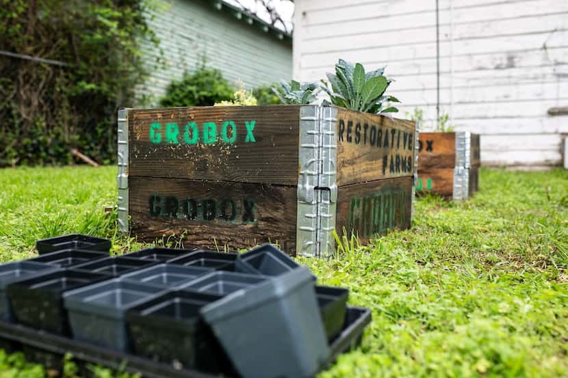 GroBox gardens from Restorative Farms come with Dallas-grown seedlings.
