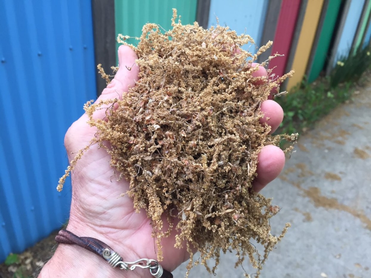 Oak flowers can be used as mulch