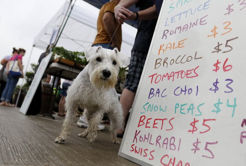 A miniature schnauzer named Chaz peeks from behind a list of fresh produce at the Coppell...