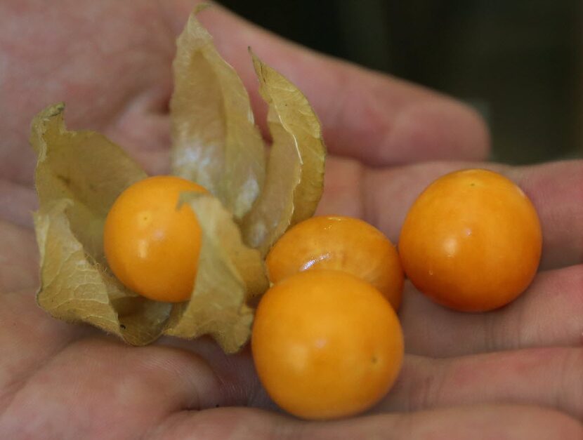 Chef Ross Demers holds a few gooseberries, which he incorporates into his menu at On The...