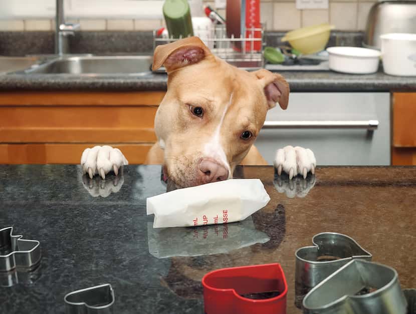 Front view of puppy dog sniffing on butter package on table. Dangerous dog behavior eating...