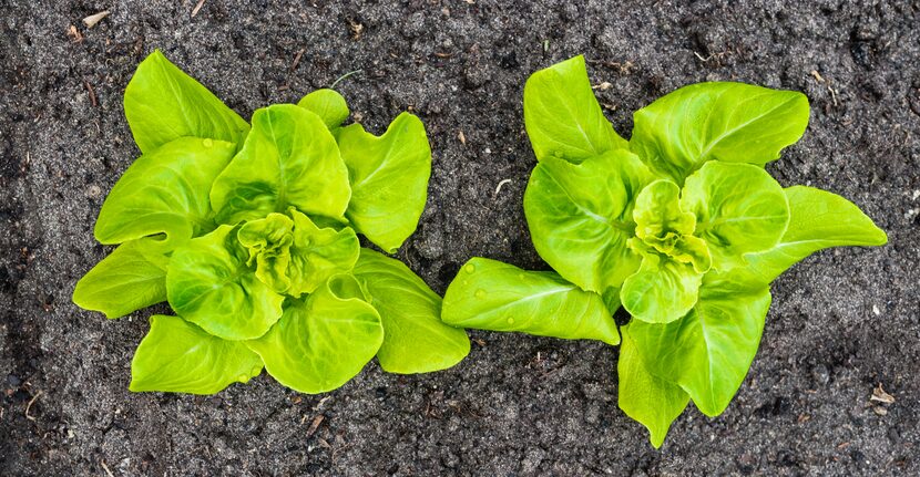 Closeup of two recently planted Butterhead lettuce plants iwith some rain drops.