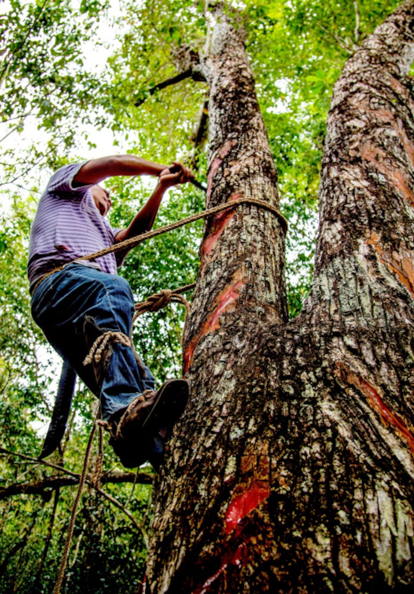 Valentine Caamal harvests sap from a chewing gum tree by slashing V-shaped channels into the...