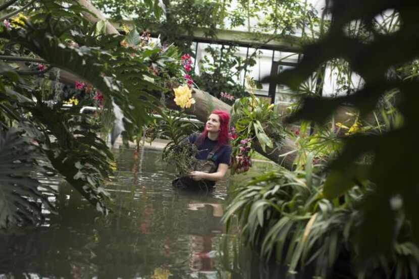 
Horticulturist Ellie Biondi arranged plants that delighted visitors during the Orchid...