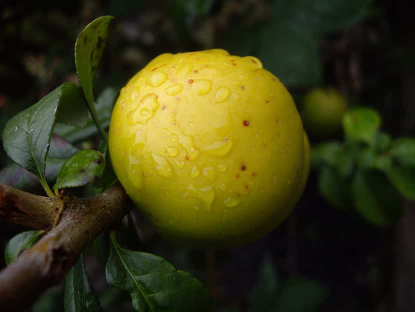 Malus Golden Treat apple  from Greenleaf Nursery and Garden Debut