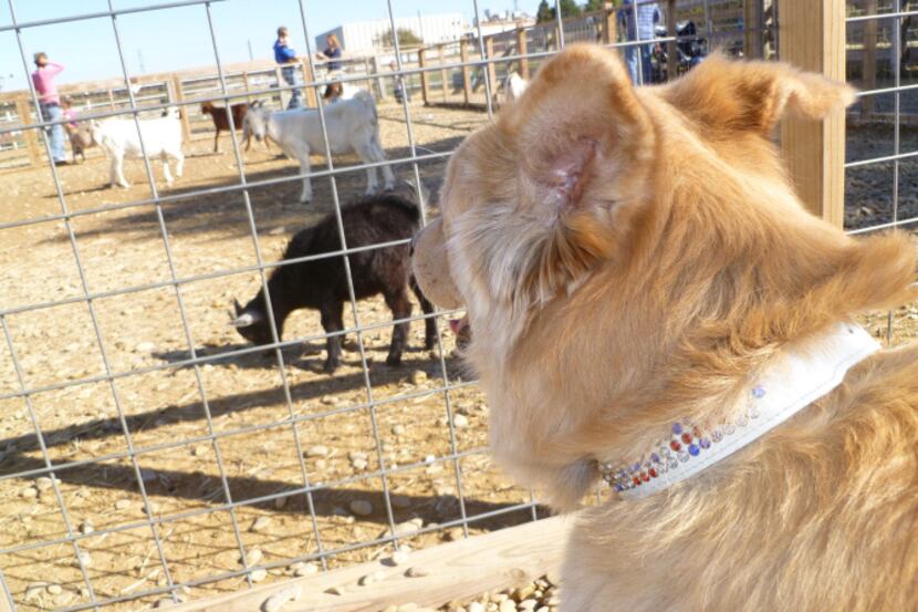 B.K. checked out the petting zoo during a previous City Wide Pet Day at Owens Spring Creek...