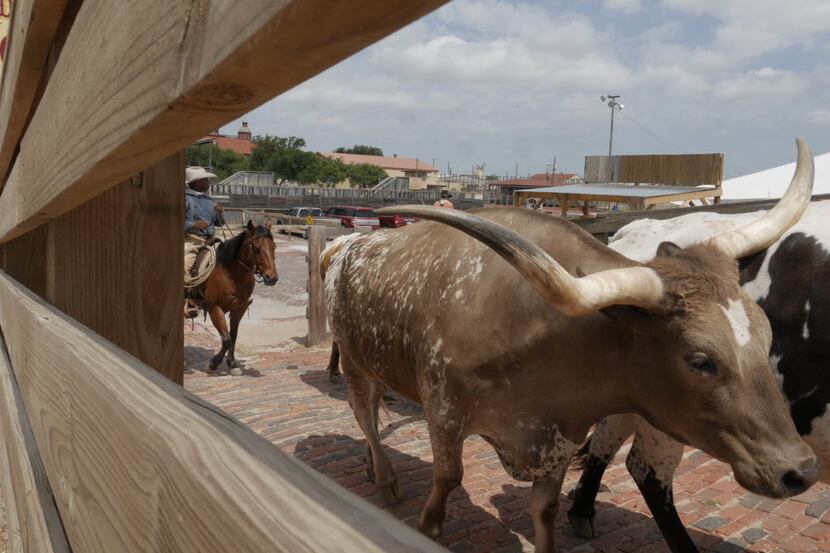 Drover Monte McNeely on Bose, helps herd the last of the Texas Longhorns  that makes up the...