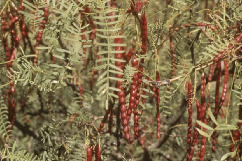 The seedpods of the region's native mesquite tree range in color from buff to red, although...