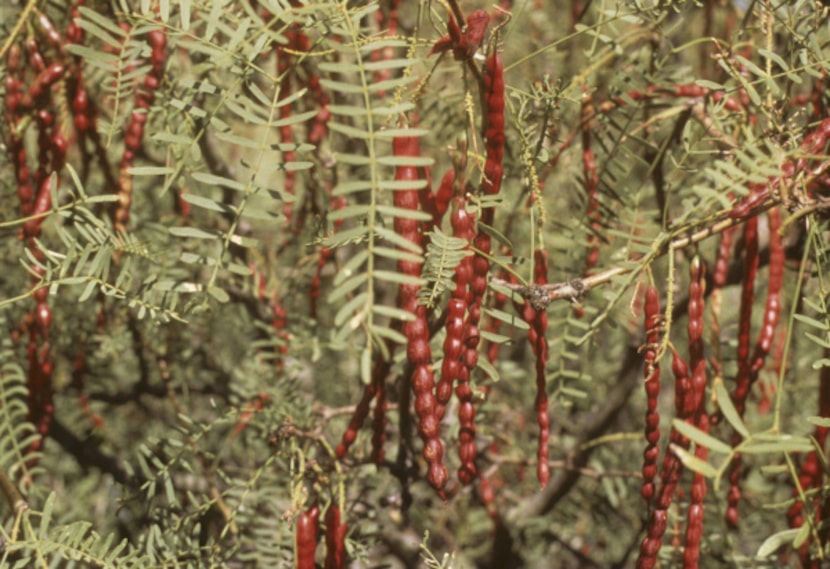 The seedpods of the region's native mesquite tree range in color from buff to red, although...