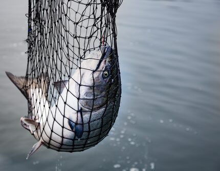 This king salmon was plucked from the Pacific Ocean near Steamboat Bay, Alaska.