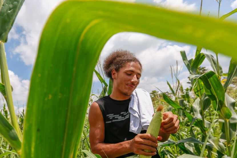 Cory Crayton, 19, a graduate of the All About U Tweeners program, peels an ear of corn at...