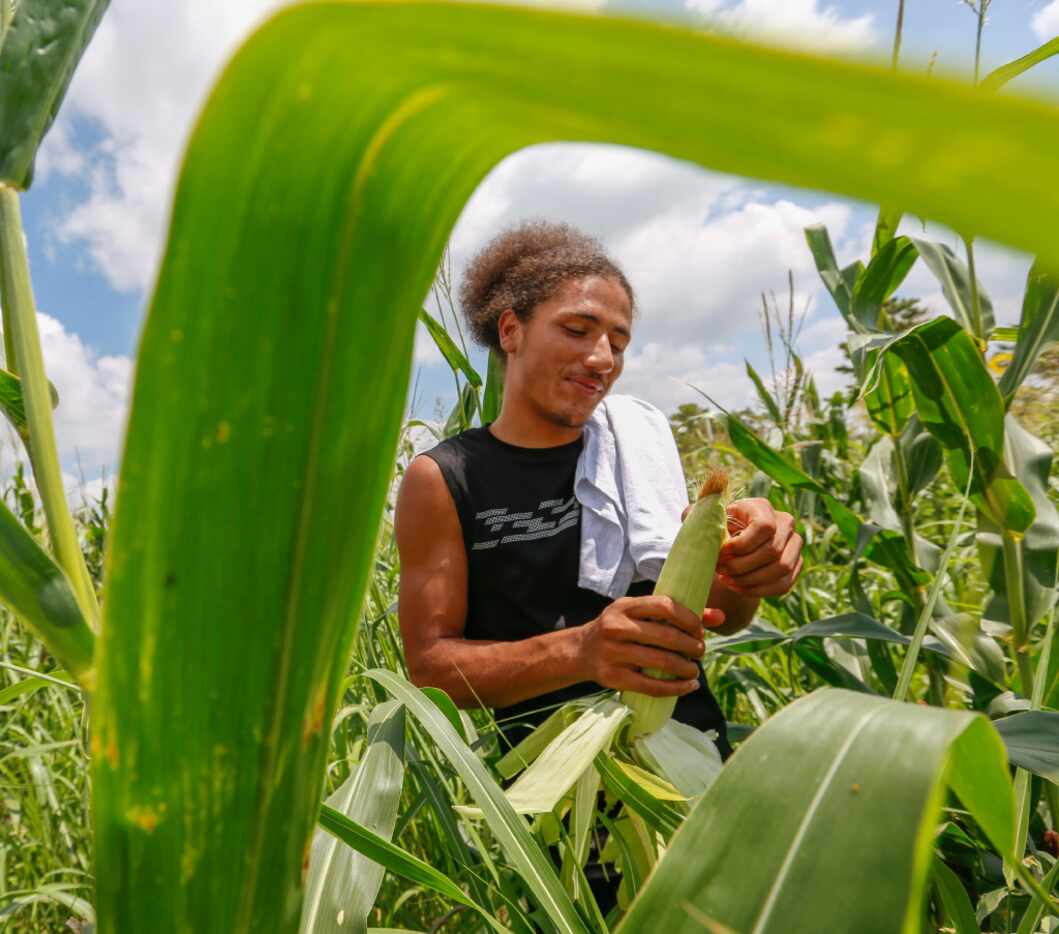 Cory Crayton, 19, a graduate of the All About U Tweeners program, peels an ear of corn at...