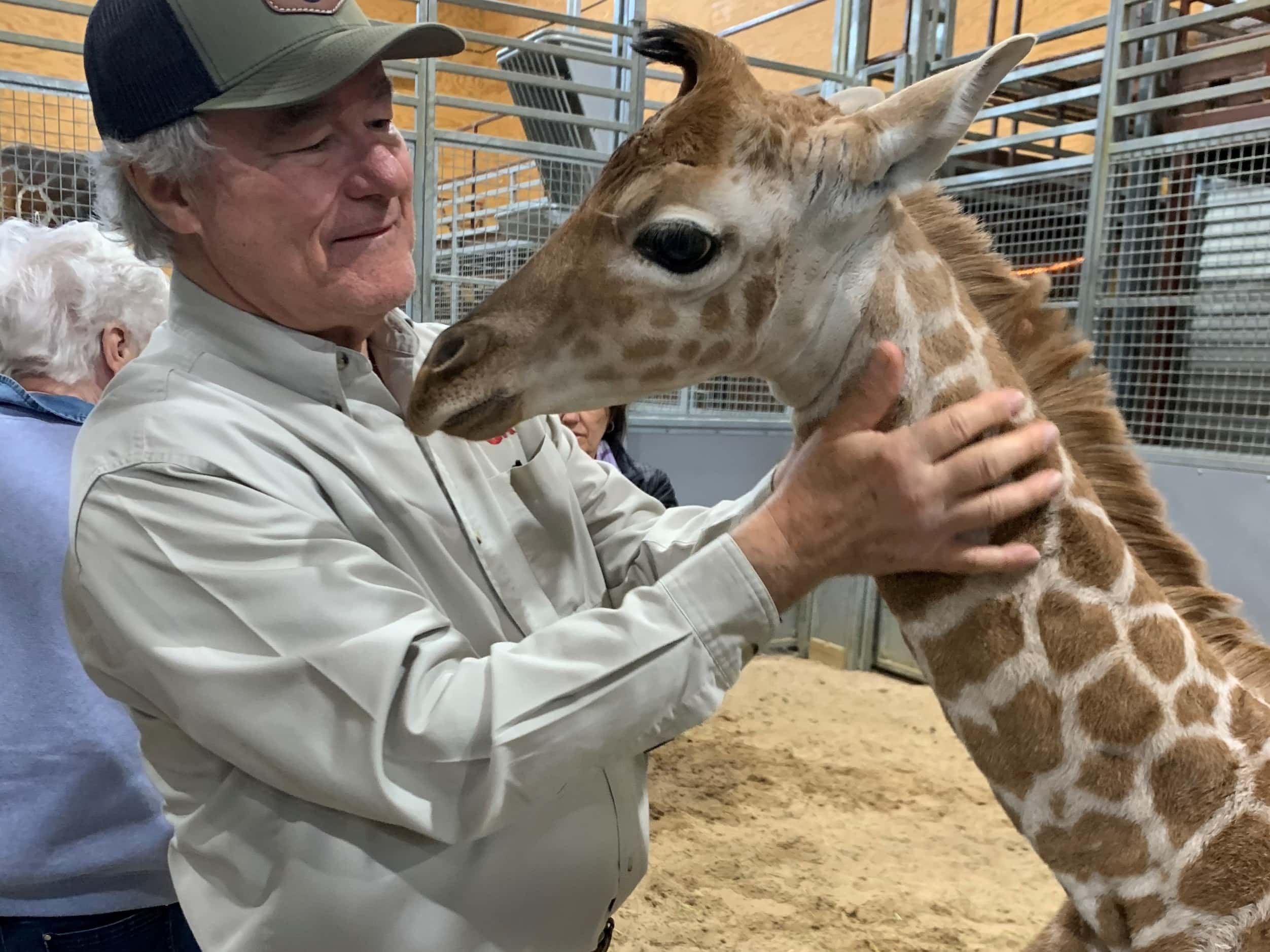Trevor Rees-Jones with a baby boy giraffe born in March 2021. Giraffes are among the African...