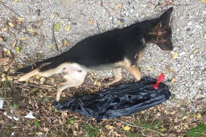  A dead dog found along with remains from several other animals dumped near Dowdy Ferry Road...