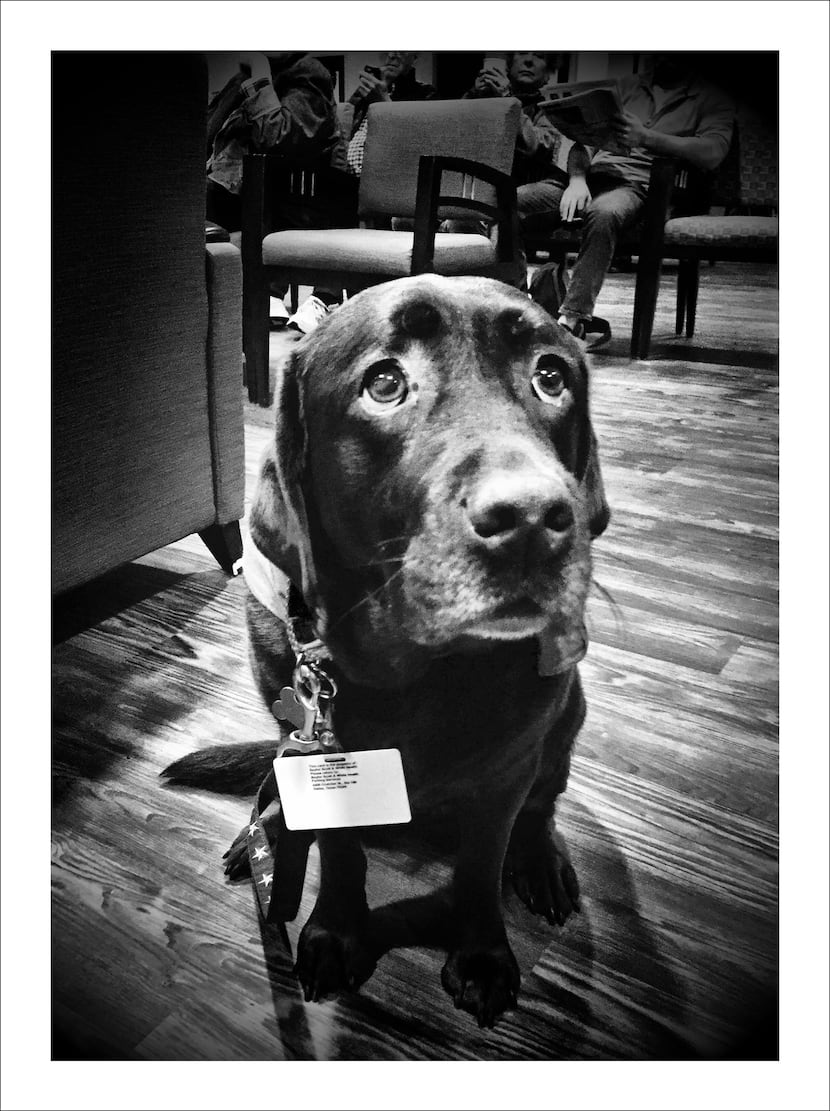 12/12/16 — Therapy dog in the chemotherapy waiting room. 