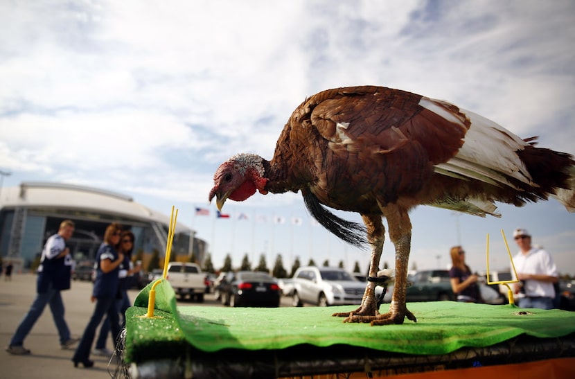 Tailgate Tom took the miniature field outside Cowboys Stadium in Arlington, Thursday,...