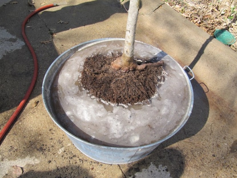 When trees are root-bound in containers, one solution is to soak the rootball and then...