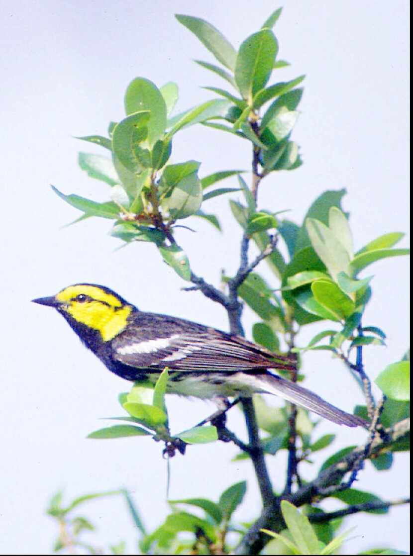
A golden-cheeked warbler rests on a branch in the hill country west of Austin.
