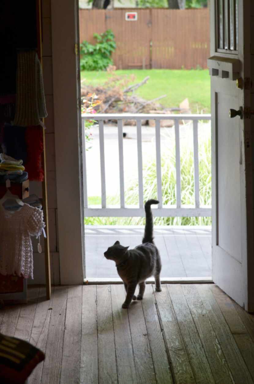 Chestnut Square Historic Village's cat is like the welcome wagon for the place, or is he...