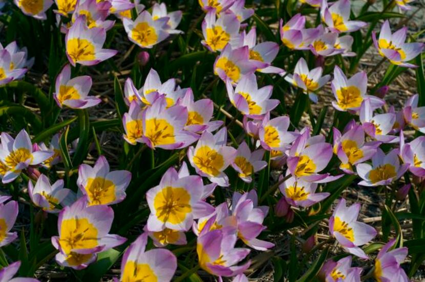 
The lilac-pink flowers with deep yellow centers of Tulipa bakeri 'Lilac Wonder' weather...