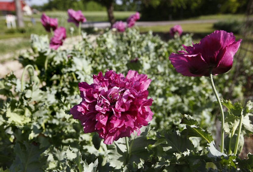 The only trick to growing annual poppies is broadcasting the seed at the right time, in late...