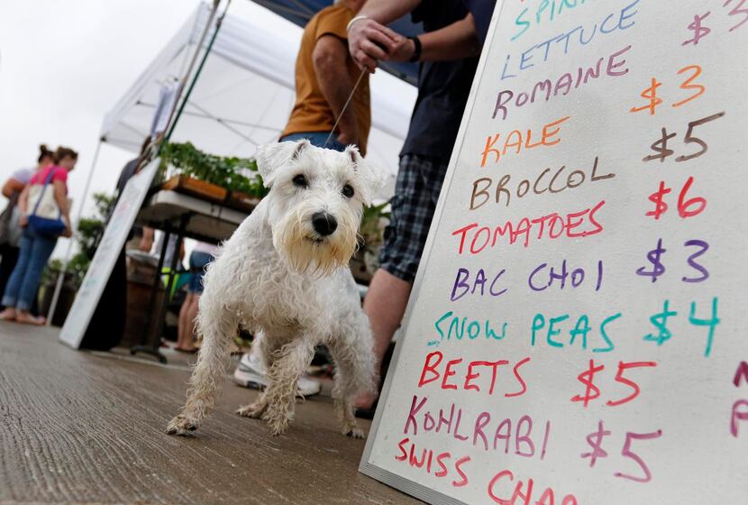 Many of the  markets are pet-friendly, as Chaz can attest.