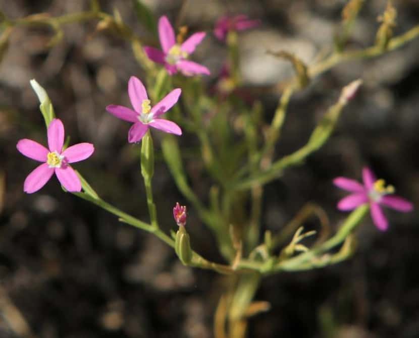 
The Lady Bird centaury flower (named after Lady Bird Johnson) can be seen along the tour...