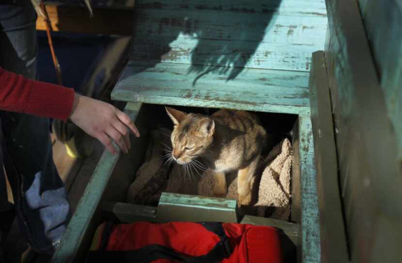 A wooden bench with storage and a unique cat cave led to orders from customers.