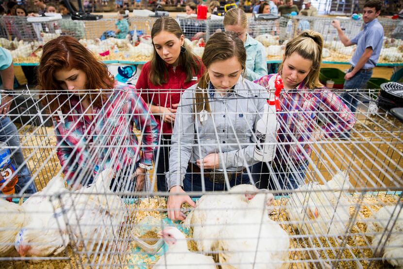 Bailey McEntee, 14, of Rowlett (center) and her friends tend to her chickens during the...