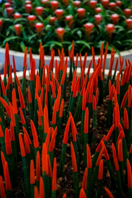 Red and green plants are among Christmas decorations in NorthPark Center on Monday, December...