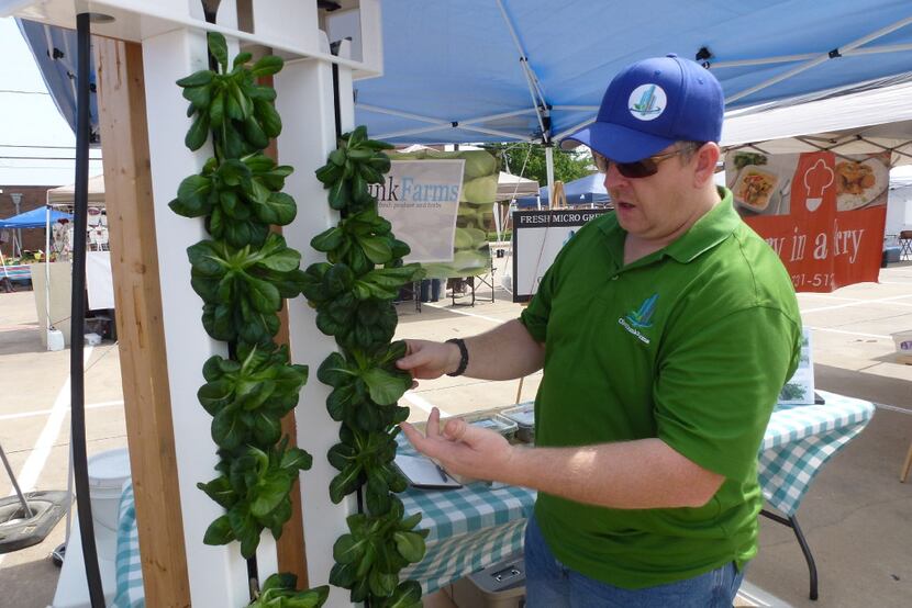 Scott Rowdon, owner of Olive Trunk Farms in Little Elm, explains how butterhead lettuce...