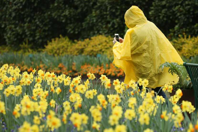 Junkai Zhong takes a photo of yellow daffodils at the Dallas Arboretum in Dallas on Feb. 22,...